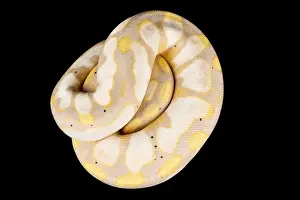 Ball Python Print
