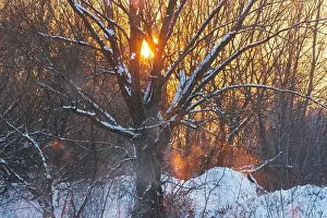 Beautiful Sunset Tree Landscape Print