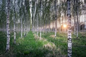 Images Dated 23rd May 2017: Many birch trees in the forest in the daytime