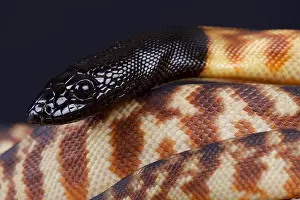 Black-headed Python Print - Central Australia