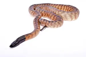 Black-headed python Print - Aspidites melanocephalus