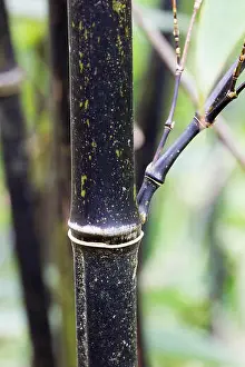 Black stem of Phyllostachys nigra Print