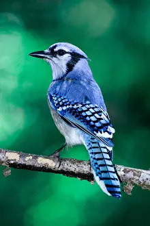 Blue Jay Print: A Native North American Bird Species