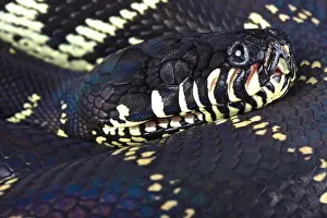 Boelens Python Print - Papua New Guinea Highlands