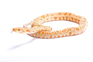 Burmese Python Print - Giant Snake Species