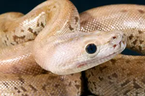 Burmese Python Granite Colored Print