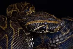 Central African Rock Python Print (Python sebae)