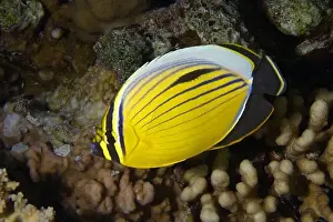 Chaetodon austriacus Print - Butterflyfish Species Image