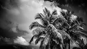 Images Dated 22nd December 2015: Coconut palm trees, beautiful tropical background, tropical nature