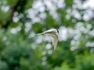 Common Tern in Flight Print