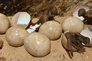 Dino Eggs Print