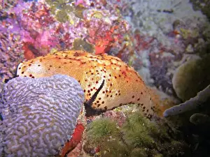 Deep Sea Echinoderm Print