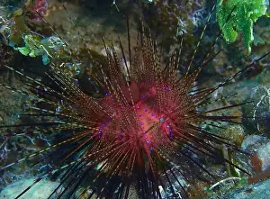 Deep Sea Echinoderm Print