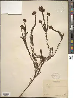 Erica sp Print