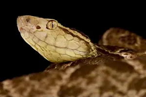 Fer-de-Lance Snake Print
