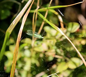 Fly trapped in a spider web Print