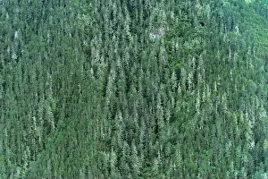 Mountain Forest Print from a Distance