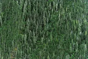 Mountain Forest Print