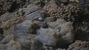 Frogs Breeding and Spawning in a Pond Print