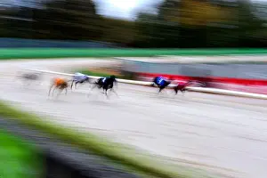 Grayhounds Racing Print