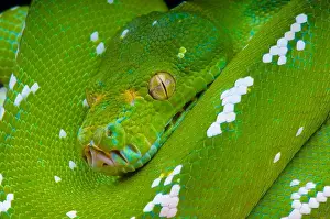 Green Tree Python Print - Morelia viridis