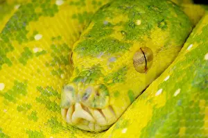 Green Tree Python Print