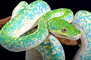 Green Tree Python Print - Morelia viridis