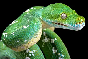 Green Tree Python Print