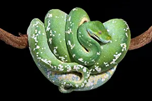 Green Tree Python Print