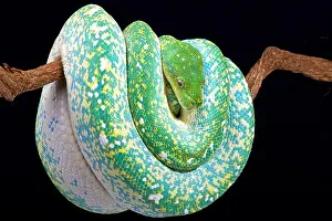 Green Tree Python Print