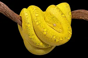 Green Tree Python Print, Morelia viridis