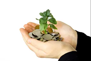 Hands holding sapling Print