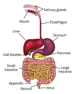 Human Digestive System Print with Labels