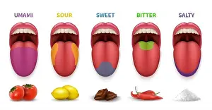 Human Tongue Taste Areas Print