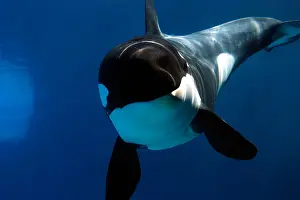 Killer Whale Checking Out Camera Underwater Print