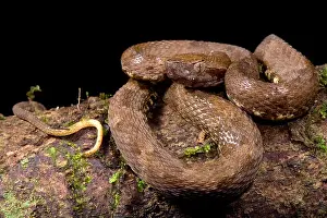Lancehead Bothrops atrox Print
