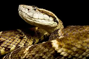 Lancehead Viper Print