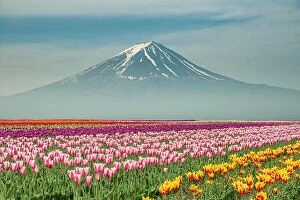 Images Dated 18th May 2015: Landscape of Japan tulips with Mt.fuji in Japan