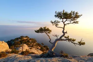 Alone Tree Print on Cliff Edge at Black Sea Sunset