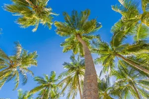 Tropical Palm Trees Print