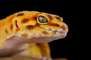 Framed Print : Leopard Gecko Print Framed Print : Leopard Gecko Print