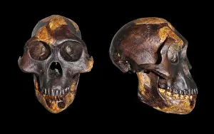 Lucy Australopithecus afarensis Print