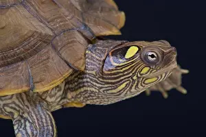 Map Turtle Print