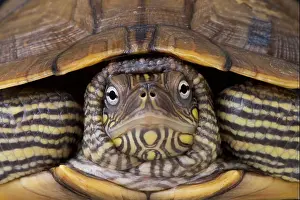 Map Turtle Print