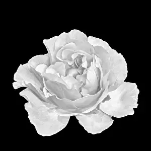 Monochrome Black and White Rose Blossom Print