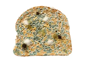 Mouldy Slice of Bread Print