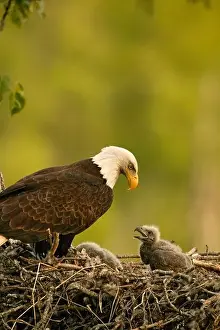 Nesting Bald Eagle Print