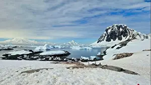 Antarctic Penguin Print