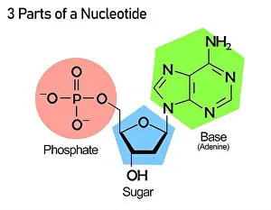 Nucleotide Structure Print