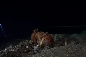 Pale Octopus Mating Print